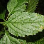 Hyptis brevipes Hoja