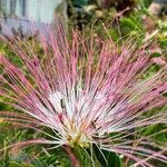 Calliandra surinamensis 花