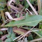 Crepis rubra Leaf