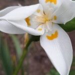 Dietes iridioidesFlower