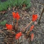 Haemanthus coccineus फूल