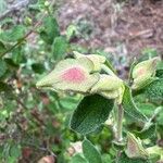 Cistus salviifolius Fiore