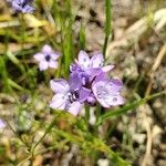 Gilia achilleifolia Flor