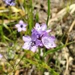 Gilia achilleifolia 花