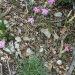 Dianthus virgineus 形态