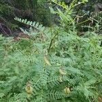 Astragalus penduliflorus ഫലം