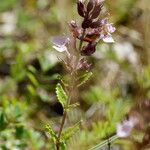 Teucrium chamaedrys পাতা