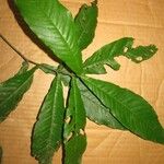 Quiina guianensis 葉