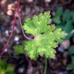 Geranium wallichianum Frunză