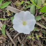 Calystegia sepiumBloem