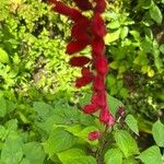 Salvia splendens Fiore