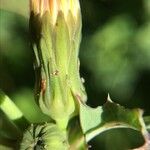 Sonchus asper 花