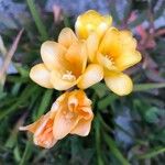 Freesia refracta Flower