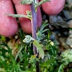 Artemisia genipi বাকল