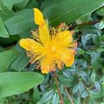 Hypericum calycinumΛουλούδι