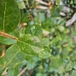 Ligustrum ovalifoliumLapas