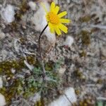 Jacobaea minuta Flower