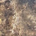 Utricularia gibba Hoja