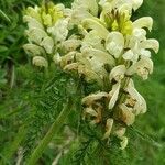 Pedicularis comosaFlors