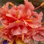 Hedychium coccineum Fleur