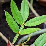 Zanthoxylum armatum Leaf