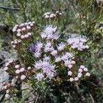 Chromolaena hirsuta Flower