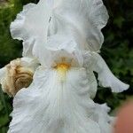 Iris albicans Цветок