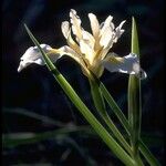 Iris hartwegii Vekstform