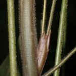 Calathea lasiostachya Fruit