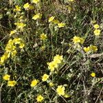 Helianthemum canum Blüte