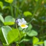 Viola kitaibeliana Çiçek