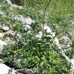 Heracleum pumilum Libunga