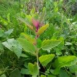 Chenopodium giganteum ᱥᱟᱠᱟᱢ