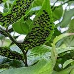 Phanerophlebia juglandifolia Fruit