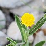 Pulicaria arabica Flower