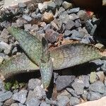 Aloe greatheadii Leaf