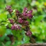 Origanum vulgareFlors