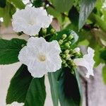 Cordia superbaBlüte