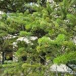 Abies balsamea 形态