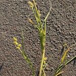 Cenchrus spinifex Hoja