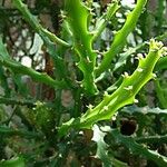 Euphorbia grandidens Folio
