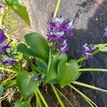 Eichhornia paniculata Blatt