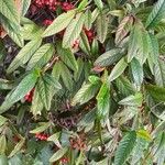 Cotoneaster salicifolius Habitat