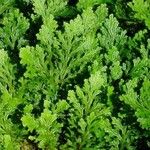 Selaginella martensii Levél