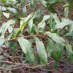 Salix triandra 葉