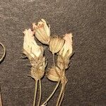 Crepis pulchra Fiore
