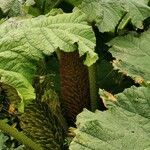 Gunnera tinctoria Blad