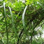 Pisonia aculeata फल