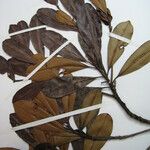 Manilkara paraensis Ostalo