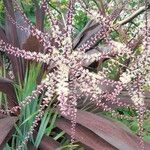 Cordyline australis Květ